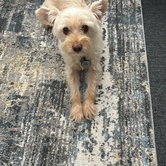 Meet your Posher, Keely - Picture 3 of 7